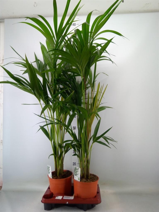 <h4>Howea forsteriana</h4>