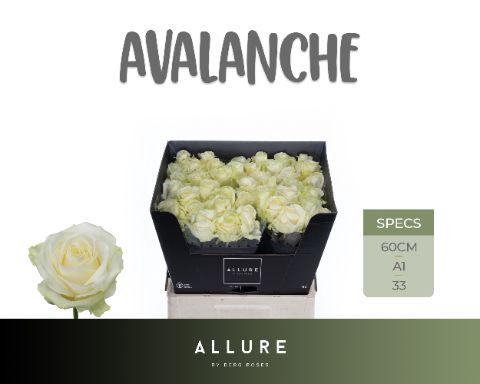 <h4>R GR AVALANCHE+</h4>