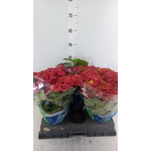 Hydrangea mac.   ...