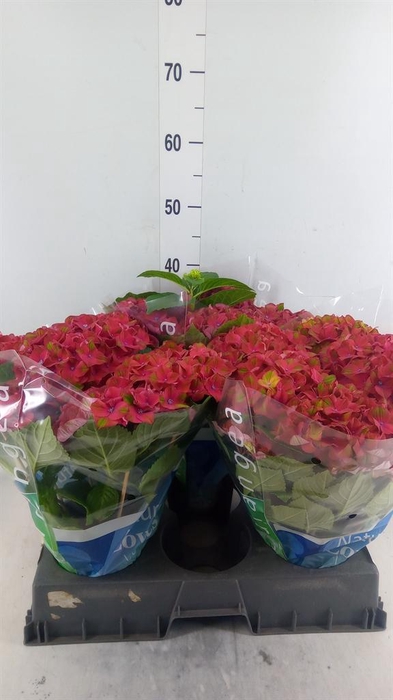 <h4>Hydrangea mac. ...</h4>