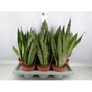 Sansevieria zeylanica