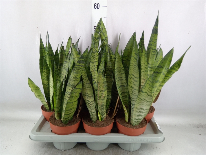 <h4>Sansevieria zeylanica</h4>