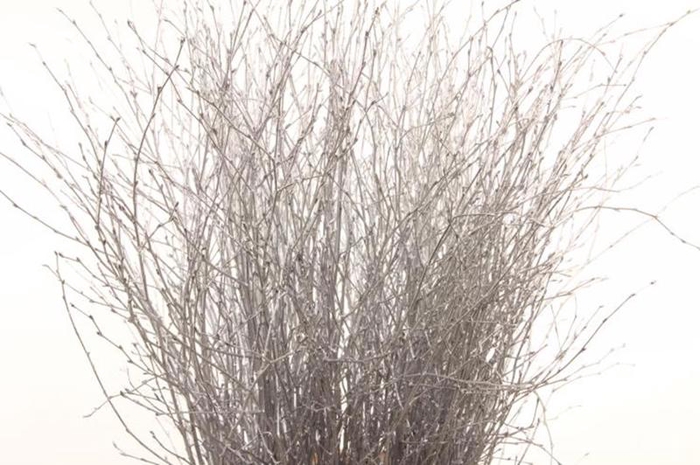 <h4>Berk Klb Silver</h4>