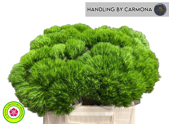 <h4>DI BARB KIWI MELLOW</h4>