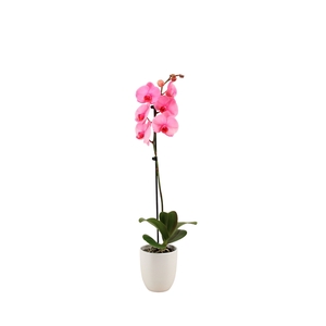 Hugo White Phal I Am Pink 1T9+