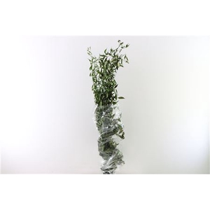 Pres Ruscus Fine Long Green Bunch