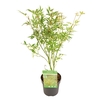Acer palmatum Butterfly