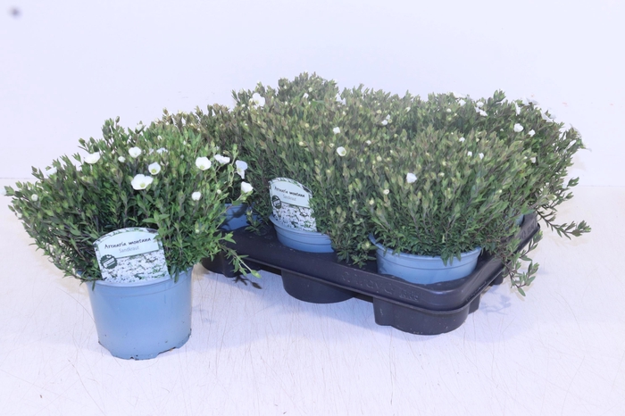 <h4>AREN MONTANA</h4>