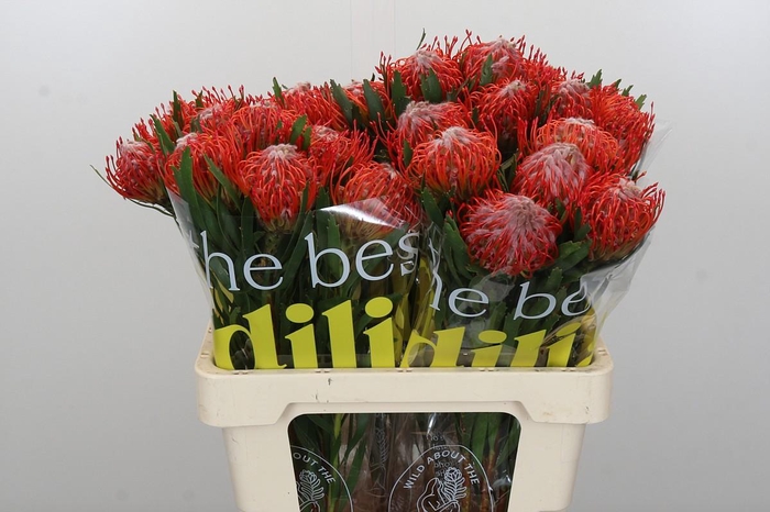 <h4>Nutans Tango</h4>