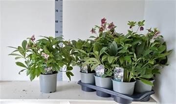 <h4>HELL VIV ELOISA</h4>