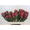 Protea Brenda