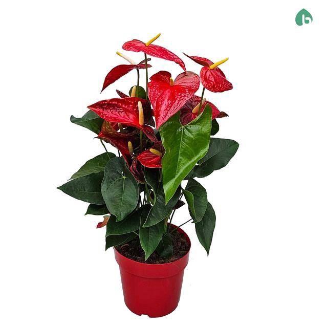 <h4>Anthurium Andr. Dakota</h4>