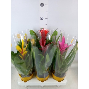 Bromelia   ...mix 10