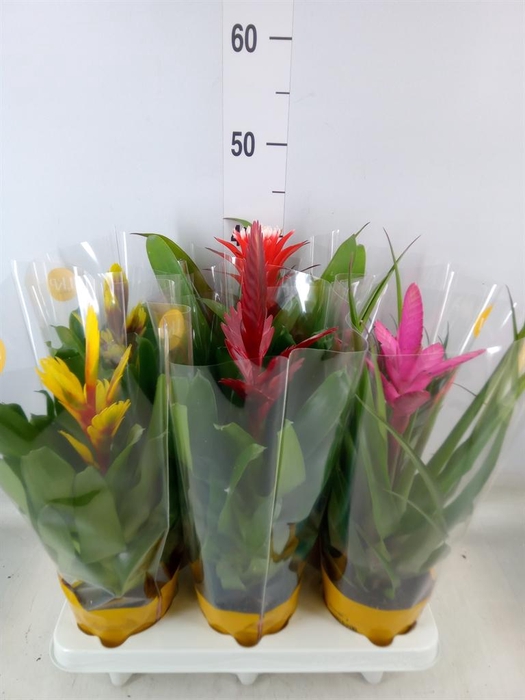 <h4>Bromelia   ...mix 10</h4>