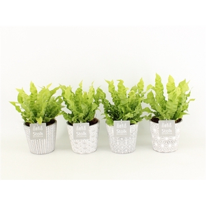 Asplenium Crispy Wave in Star pot