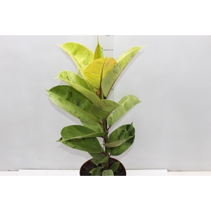 FICUS ELASTICA SHIVEREANA MOONSHINE P17