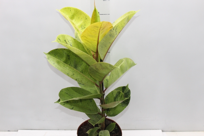 <h4>FICUS ELASTICA SHIVEREANA MOONSHINE P17</h4>