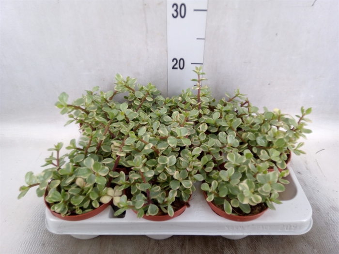 <h4>Portulacaria afra 'Variegata'</h4>