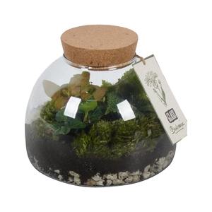 PTGB1849 Arrangement Terrarium