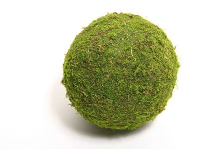 Ball Asia Moss D15