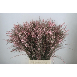Ginster 400gr Pink P Bunch