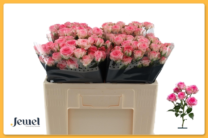 <h4>R TR TRALALA</h4>