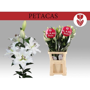 LI OT PETACAS