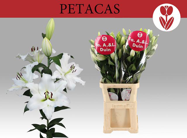 <h4>LI OT PETACAS</h4>