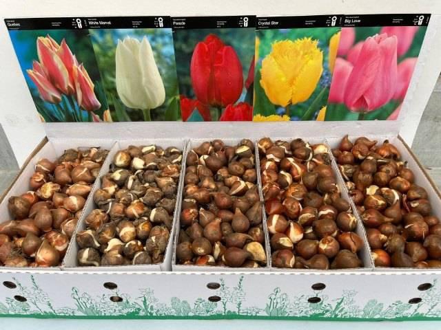 <h4>BLOEMBOL TULIPA</h4>