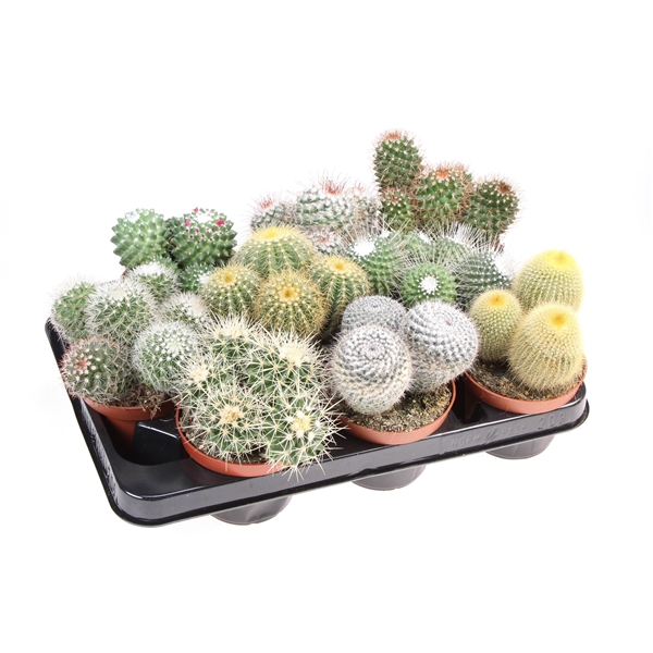<h4>Cactus bol mix</h4>