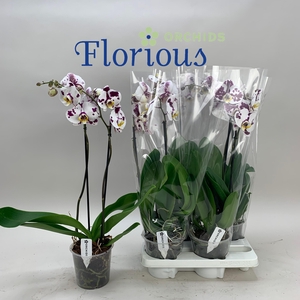 PHAL OV