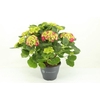 Hydrangea Macrophylla rood 10+, beperkt leverbaar