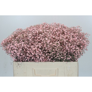 Gyps Kleurbehandeld Rose Licht