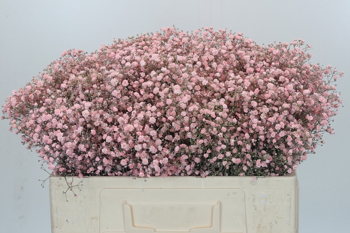 Gyps Kleurbehandeld Rose Licht