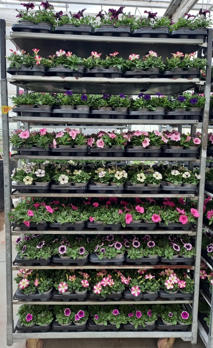 <h4>PET SURF MIXK</h4>