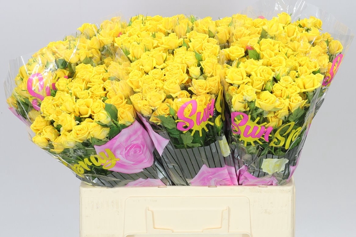 <h4>Rosa Tr Mariah</h4>