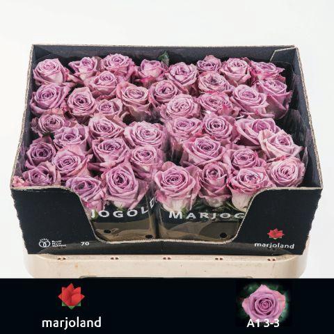 <h4>R GR NAYELI!</h4>