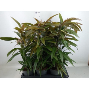 Ficus binn. 'Amstel King'