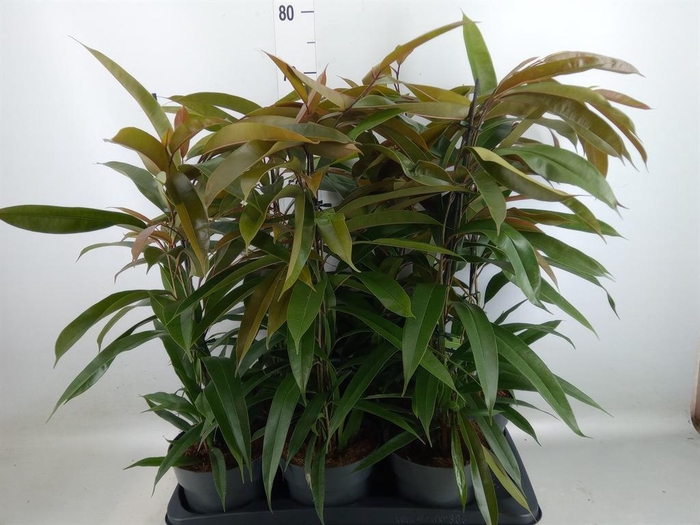 <h4>Ficus binn. 'Amstel King'</h4>