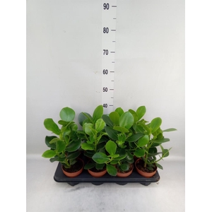 Clusia rosea 'Princess'