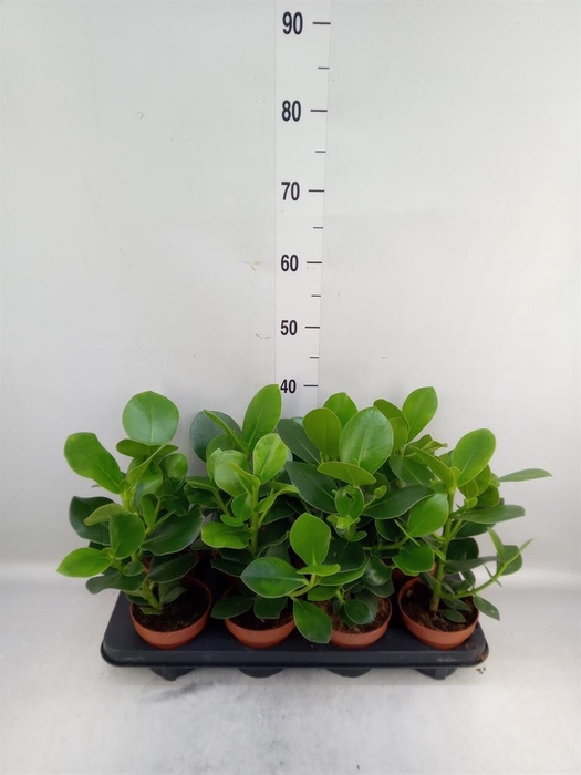 <h4>Clusia rosea 'Princess'</h4>