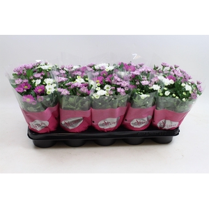 Chrysanthemum Indicum Stream mix Fancy