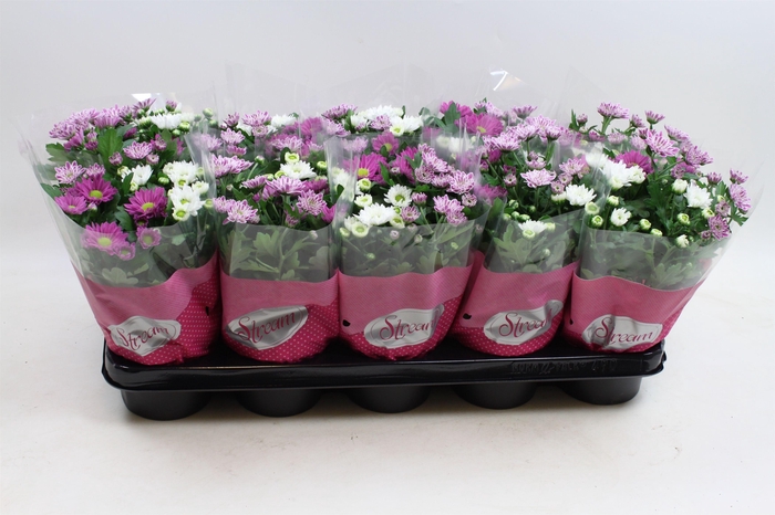 <h4>Chrysanthemum Indicum Stream mix Fancy</h4>