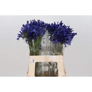 Agapanthus Mediterranee