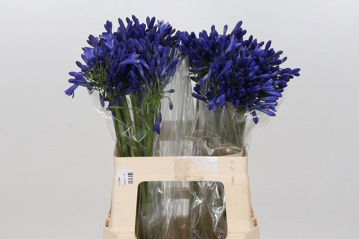 <h4>Agapanthus Mediterranee</h4>