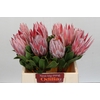 Protea Cynaroides
