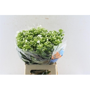 Phlox Whitecap