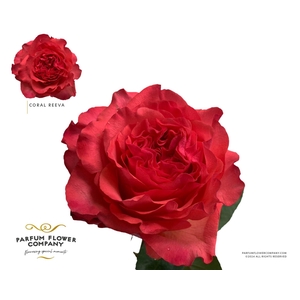 Rosa GR 'Coral Reeva'