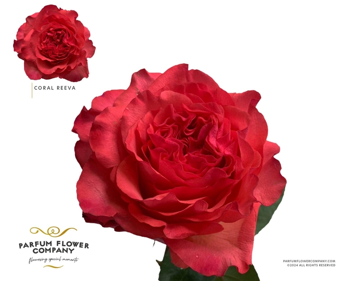 <h4>Rosa GR 'Coral Reeva'</h4>
