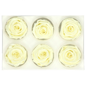 Preserved Rose 6cm